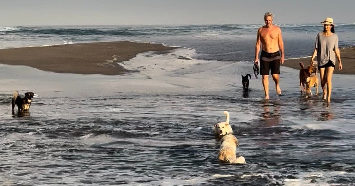 Gail Elliott and Joe Coffey walking on the beach in Bali at sunrise with their dogs